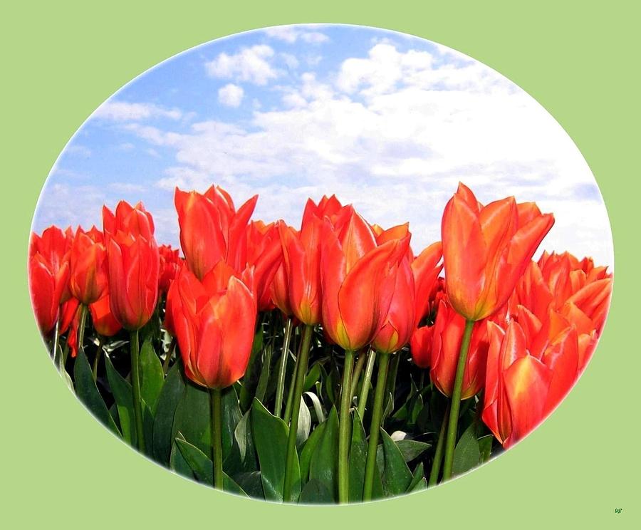 Skagit Valley Tulips 1 Photograph by Will Borden