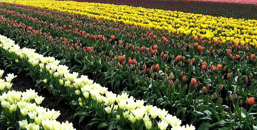 Skagit Valley Tulips 11 Photograph by Will Borden