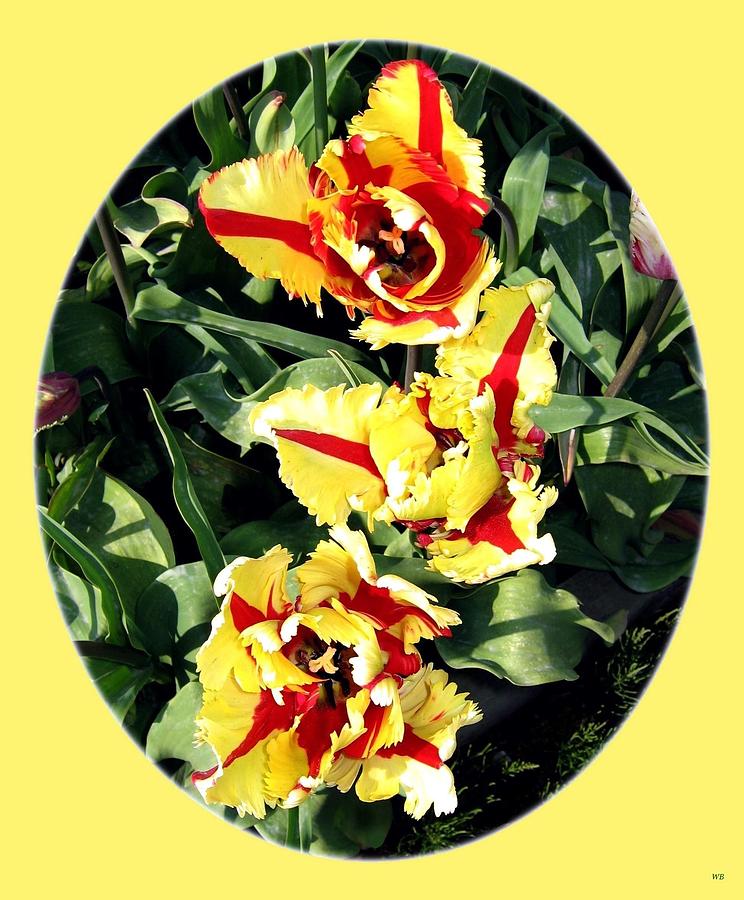 Tulip Photograph - Skagit Valley Tulips 4 by Will Borden