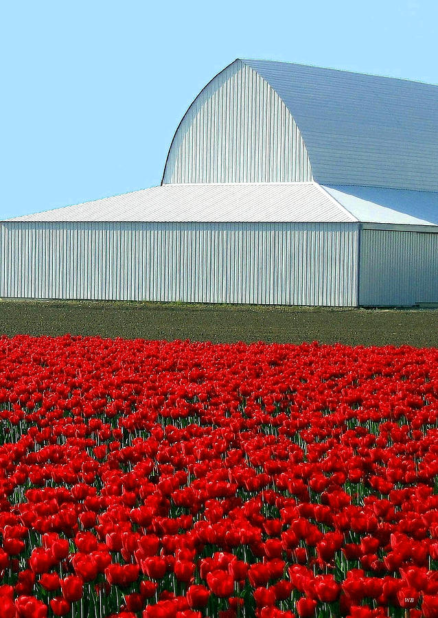 Skagit Valley Tulips 5 Photograph by Will Borden