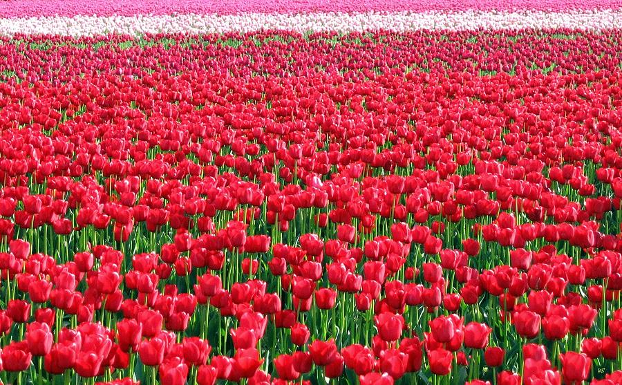 Skagit Valley Tulips 6 Photograph by Will Borden