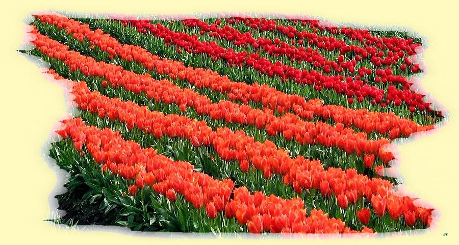 Skagit Valley Tulips 7 Digital Art by Will Borden