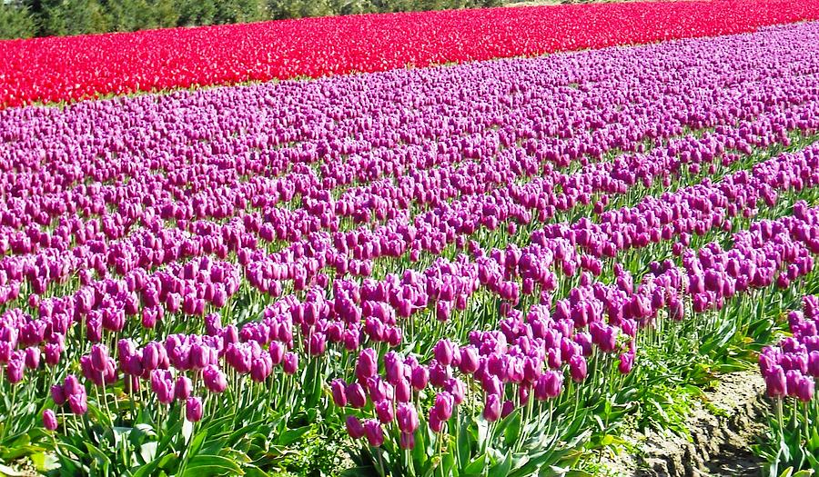 Skagit Valley Tulips Photograph by Kelly Manning