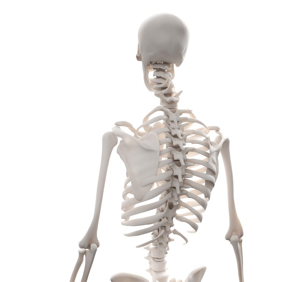 Square Digital Art - Skeleton, Artwork by Andrzej Wojcicki
