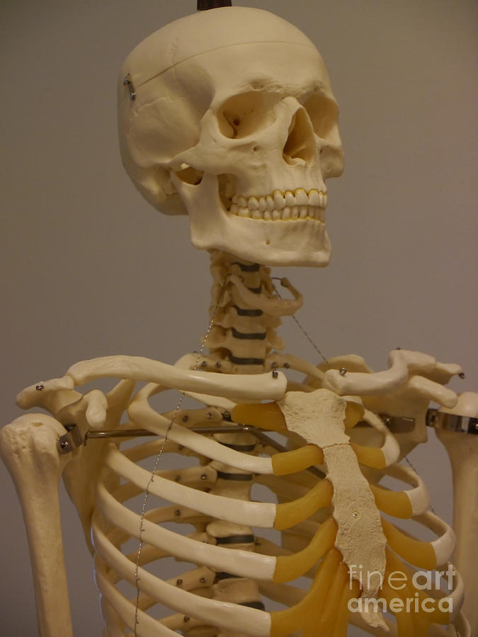 Skeleton Photograph by Photo Researchers, Inc.