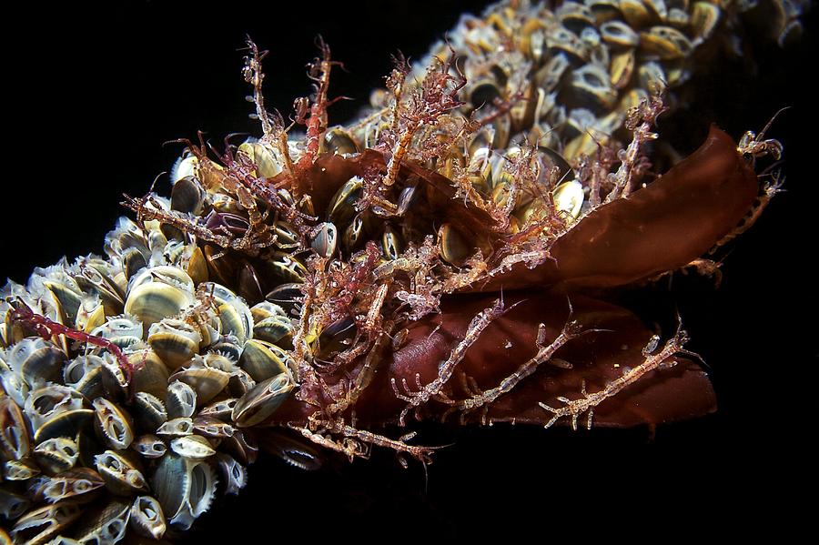 Skeleton Shrimp And Mussels by Science Photo Library