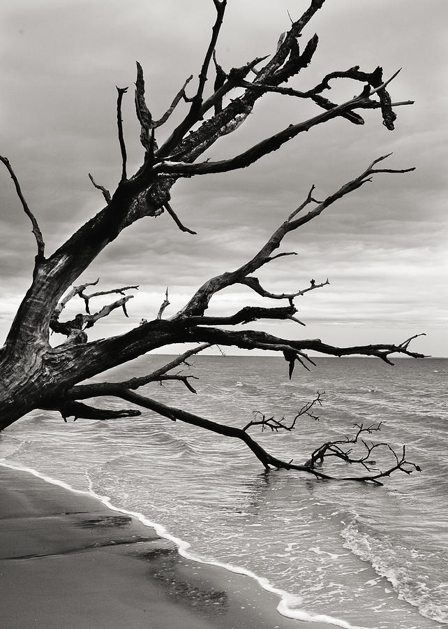 Black And White Photograph - Skeleton Tree by Barbara Northrup