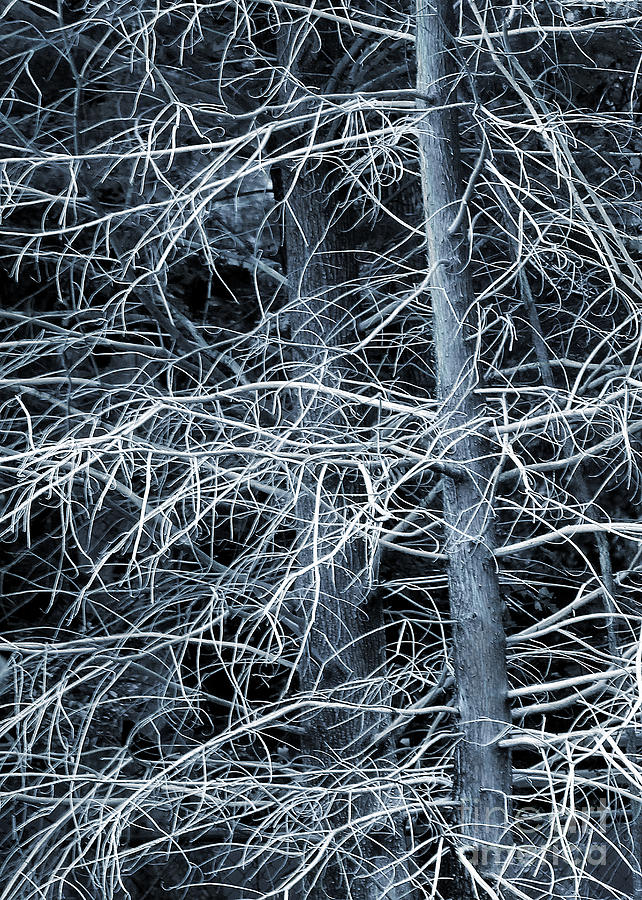 Skeleton Tree Photograph by Judi Bagwell