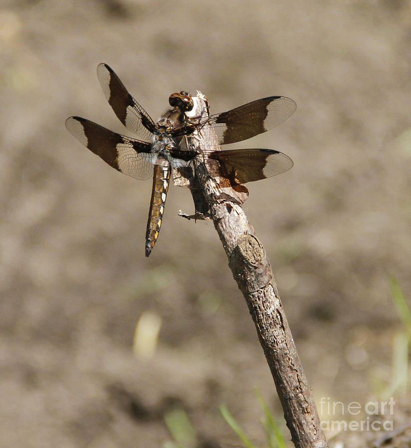 Skimmer Dragonfly 2 Photograph by Krista Kulas - Fine Art America