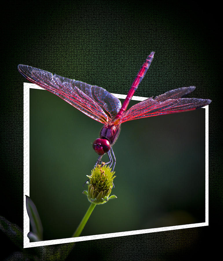 Nature Photograph - Skimmer Dragonfly by Ronel BRODERICK