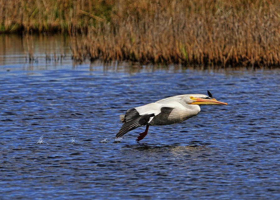 Skimming across the Wetlands Photograph by Bill Dodsworth