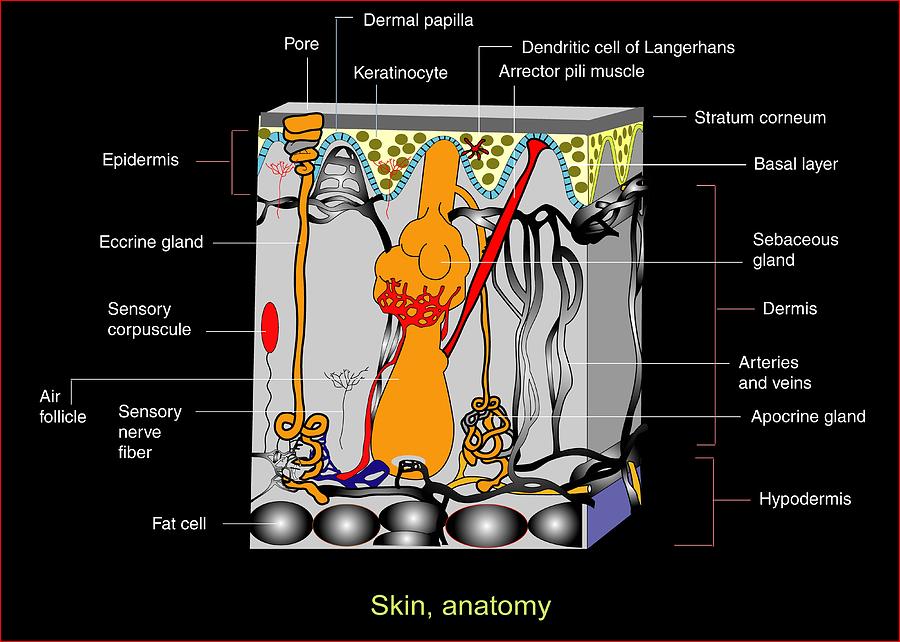 Skin Photograph - Skin Anatomy, Artwork by Francis Leroy, Biocosmos