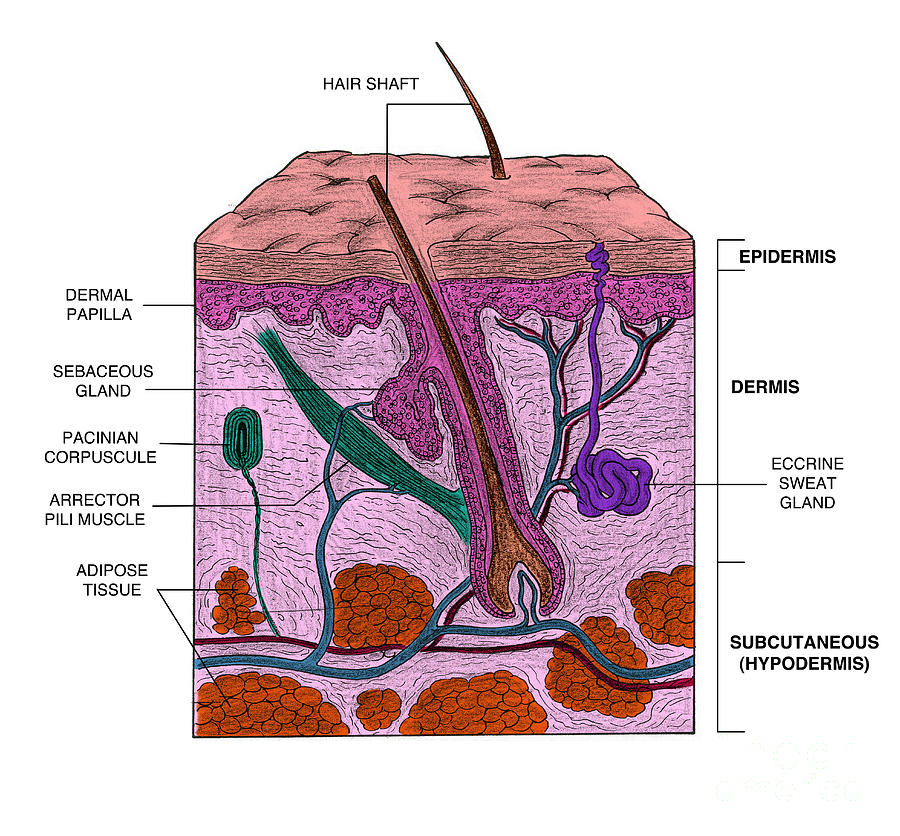 Skin Photograph by Science Source - Pixels