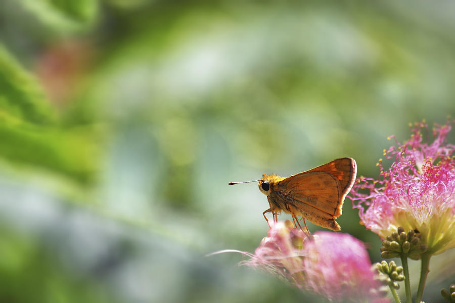 Skipper Butterfly Dreamscape Photograph by Jason Politte