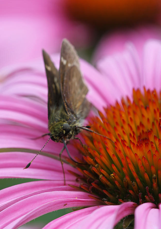 Butterfly Photograph - Skipper Butterfly by Juergen Roth