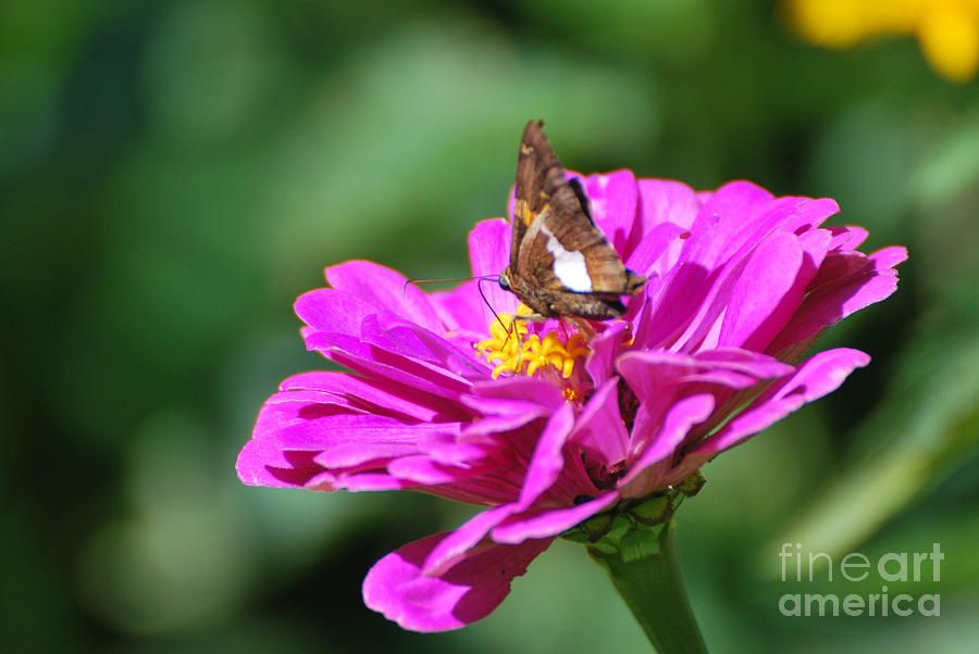 Skipper Butterfly on Purple Zinnia Photograph by Lila Fisher-Wenzel