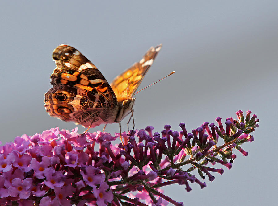 Skipper Butterfly Sipping Nectar Photograph by Juergen Roth