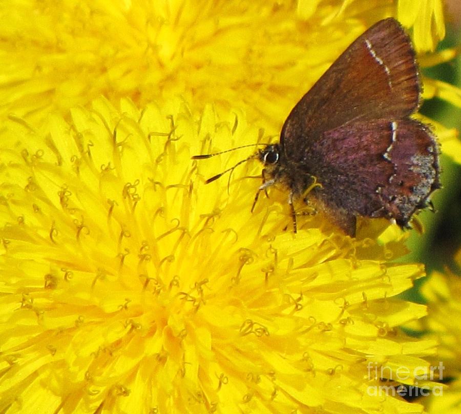 Skipper on Dandelion Photograph by Michele Penner