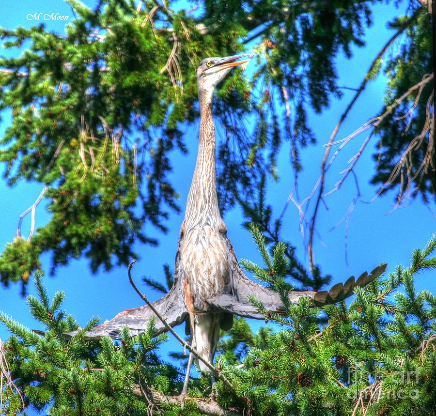 Puget Sound Great Blue Heron Skirt Wings Photograph