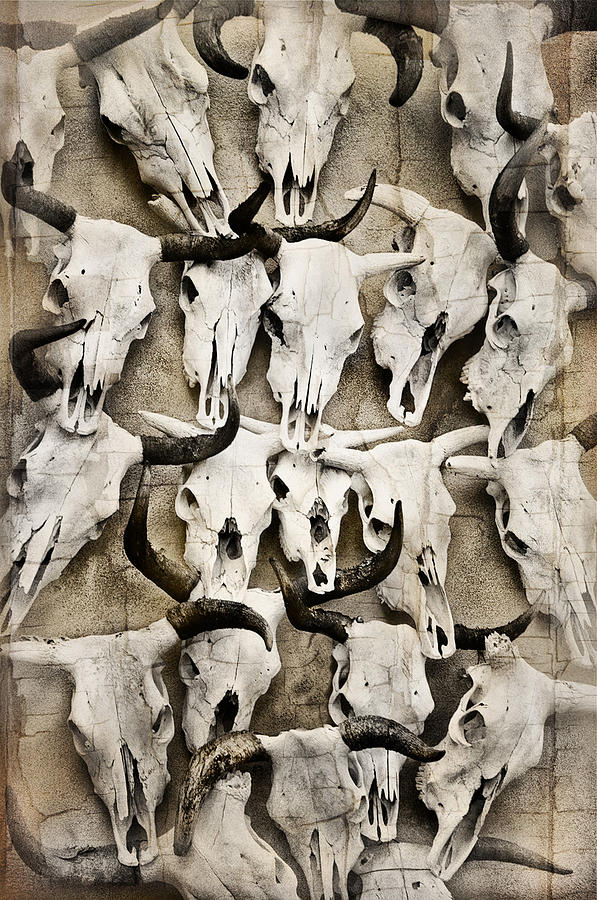 Skull Art Photograph by Pamela Steege