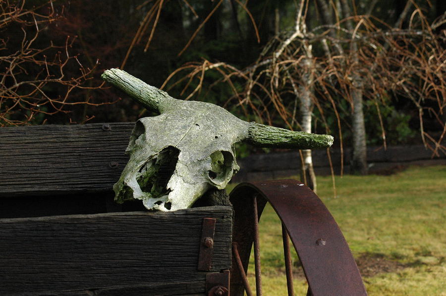 Skull on Wagon Photograph by Wanda Jesfield