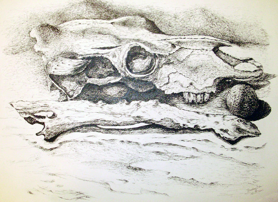 Skull Drawing by Shelley Bain