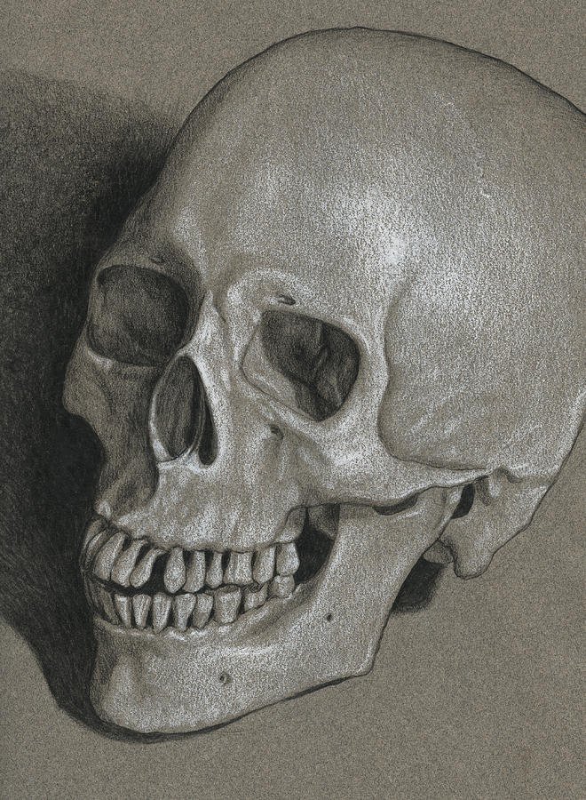 Skull Study Drawing by David Kleinsasser