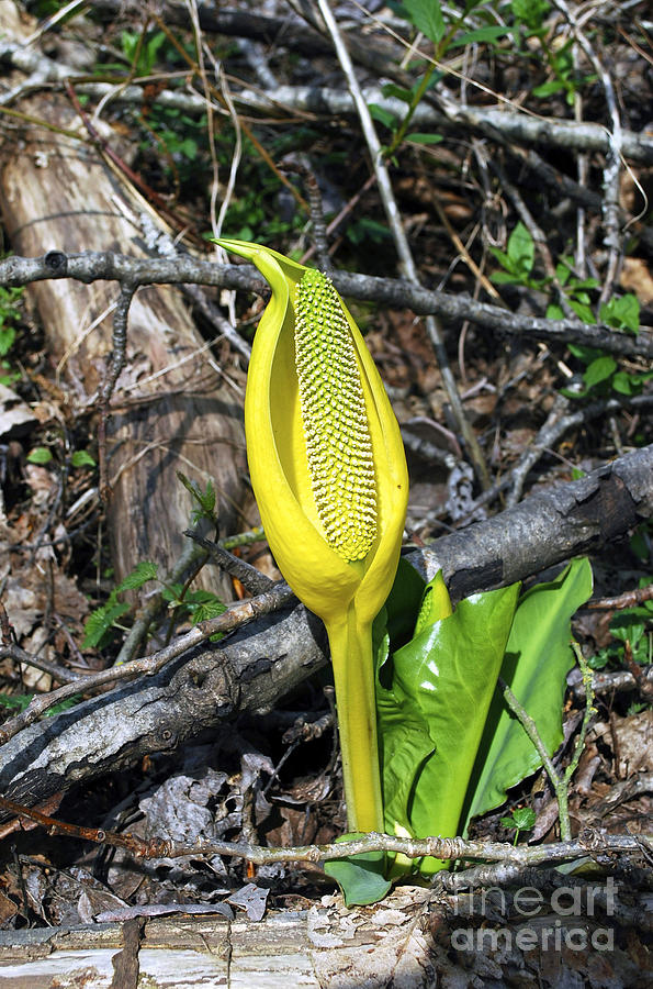 Skunk Cabbage Photograph by Bill Thomson