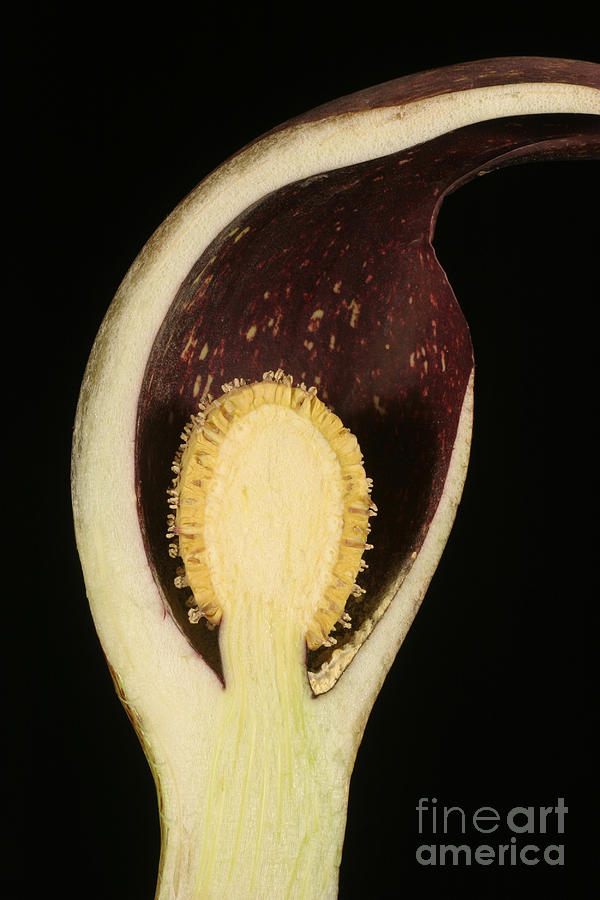 Flower Photograph - Skunk Cabbage Flower Cross-section by Ted Kinsman
