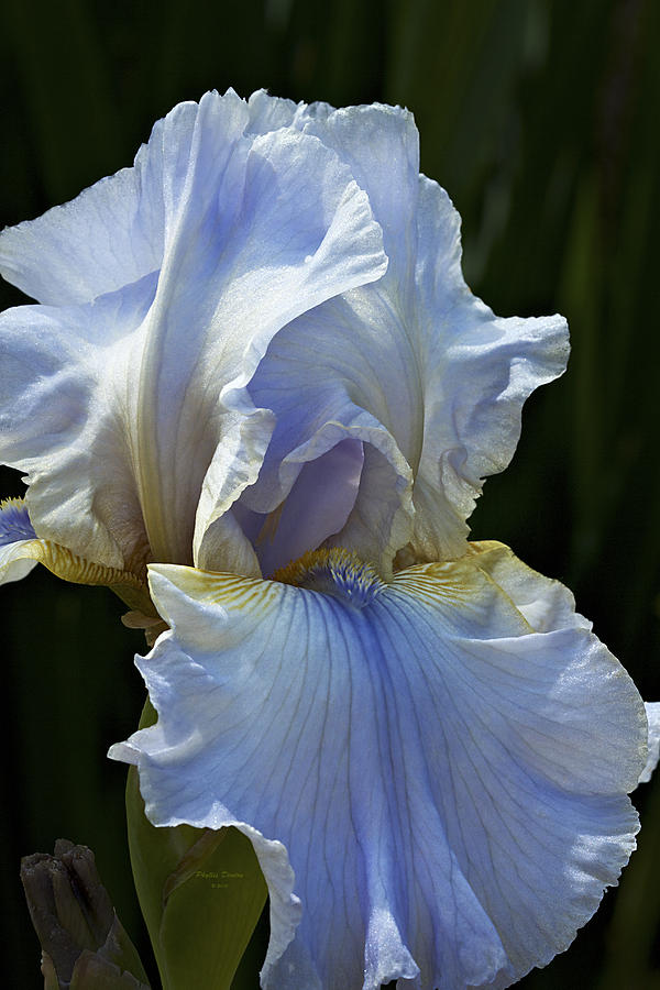 Sky Blue Iris Photograph by Phyllis Denton