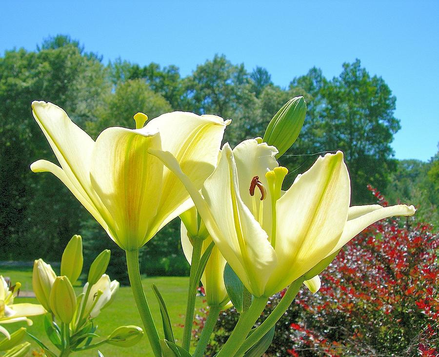 Sky Bound Cream Lilies Photograph by Randy Rosenberger