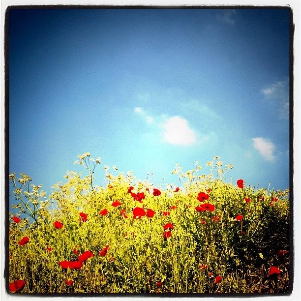 Flower Photograph - #sky #clouds #flowers #colors Yesterday by Robbert Ter Weijden