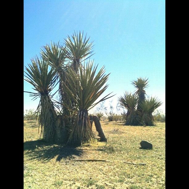 Tree Photograph - #sky #desert #tree #plants #ouch by Jennifer OHarra