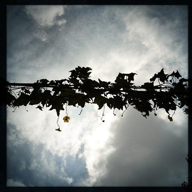 Flower Photograph - Sky Flowers #hipstamatic #jane #w40 by Wei Zhang