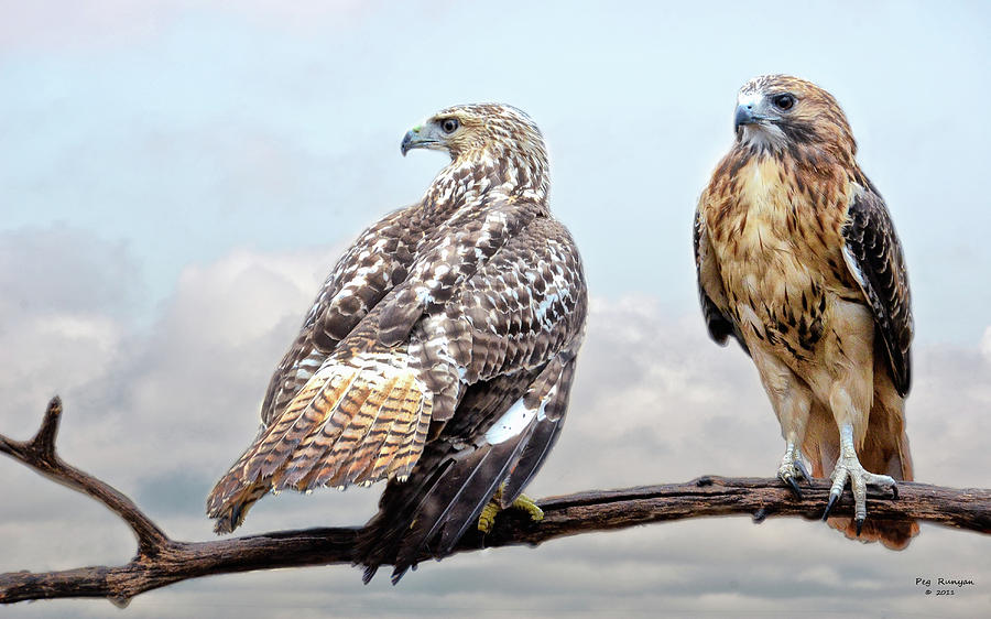 Sky High Hawks Photograph by Peg Runyan
