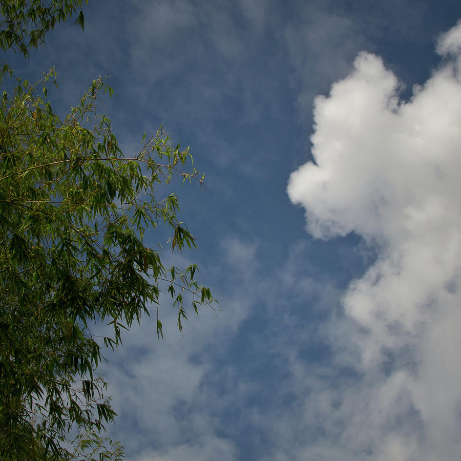 Sky introduces tree to cloud Photograph by David Coblitz