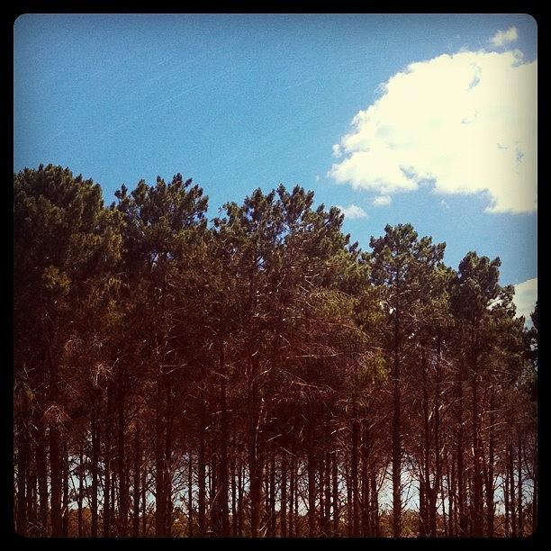Tree Photograph - #sky #iphoneisa #instagood #instamood by Kirk Roberts