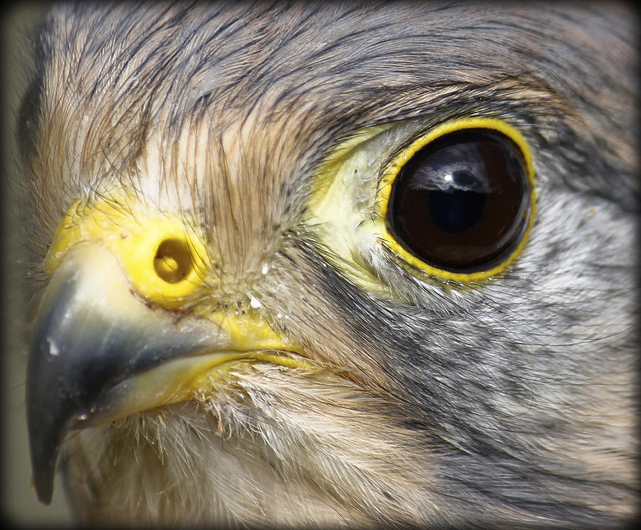 Falcon Photograph - Sky Reflection in Eye. by Clare Bambers