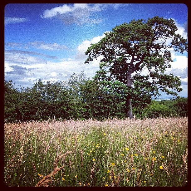 Flowers Still Life Photograph - #sky #skyporn #solotree #solo_tree by Miss Wilkinson