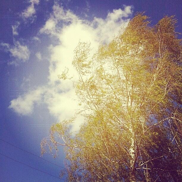 Tree Photograph - #sky #sun #sunny #picoftheday by Irina Rudakova