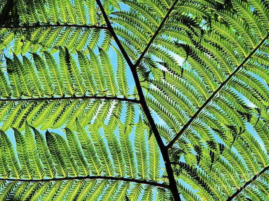Sky Through Tree Fern Photograph by Michele Penner
