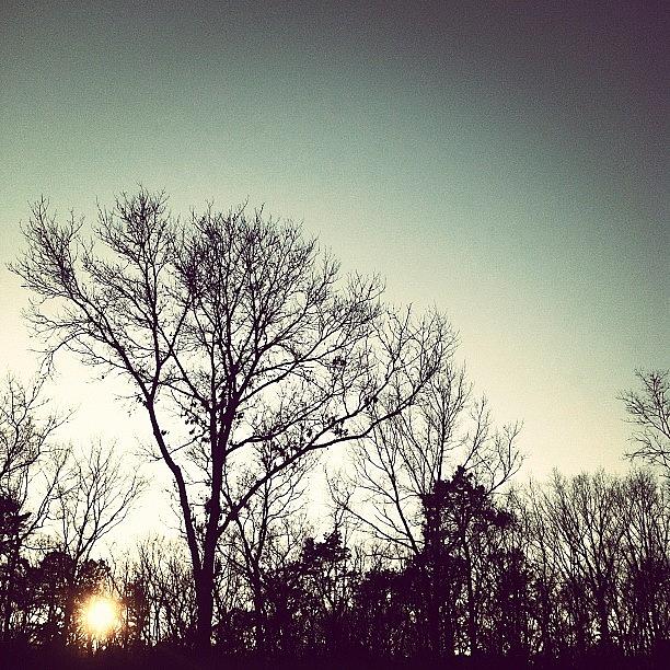 Tree Photograph - #sky #trees #sun #skyporn #iphonography by Anthony Sclafani