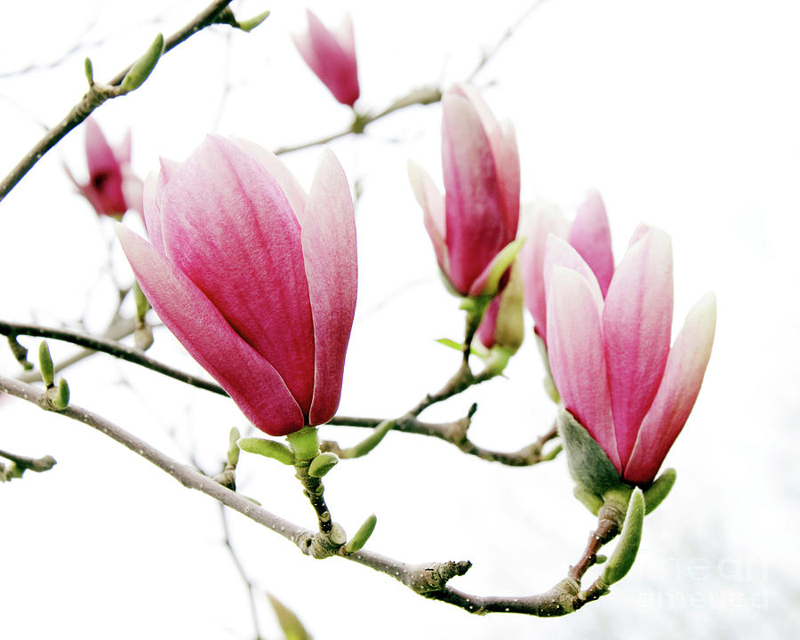 Skyward Magnolias Photograph by Andee Design