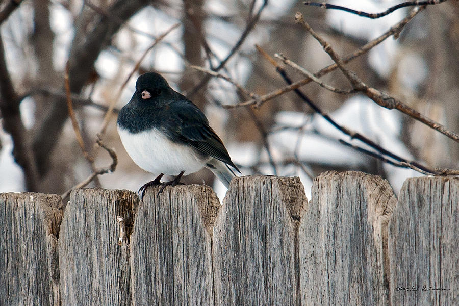 Slate-colored Junco Photograph by Ed Peterson