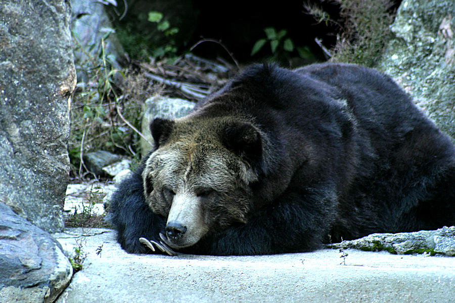 Sleeping bear Photograph by Emanuel Tanjala