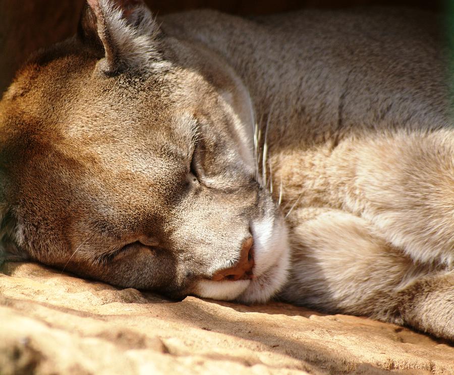 Lion Photograph - Sleeping beauty by Nicole Champion