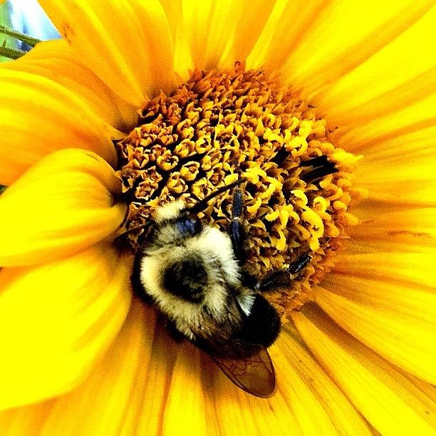 Sunflower Photograph - Sleeping Bee Close Up #bee #sunflower by Lisa Thomas