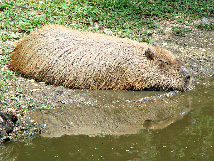 Cute Capybara Sleeping