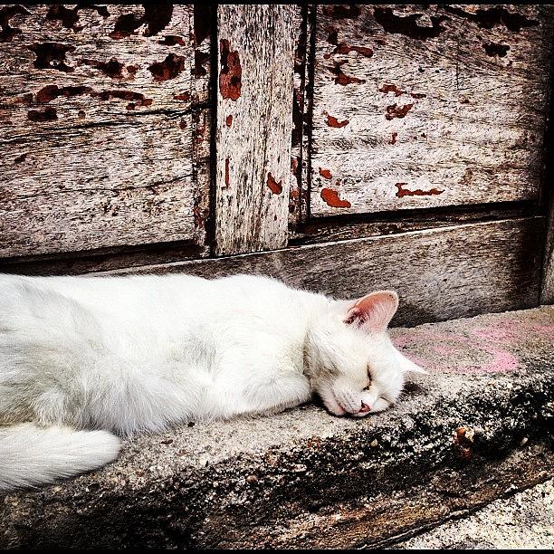 Porto Photograph - Sleeping Cat Of Porto #porto #portugal by Paul Corbett