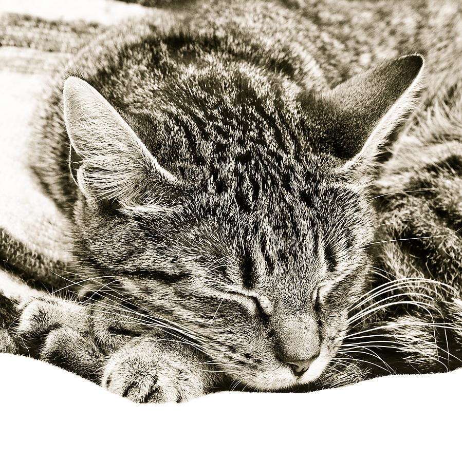 Black And White Photograph - Sleeping cat by Tom Gowanlock